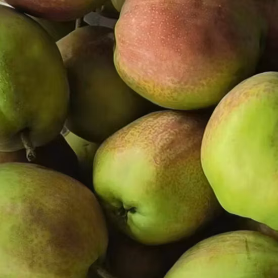 中国の新黄雅梨輸出 2023