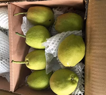 高品質中国農作物カートントップグレードクラウン梨ゴールデン梨ゴールデンイエロー青島港甘くてジューシーな新鮮な100％成熟